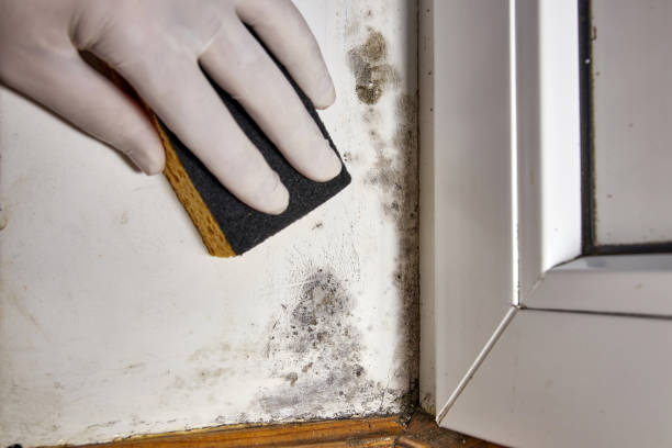Best Black Mold Removal  in Lakewood, SC