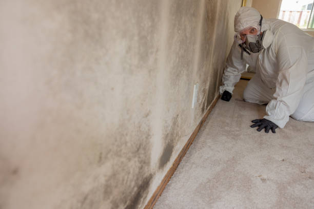 Environmental Consulting for Mold Prevention in Lakewood, SC